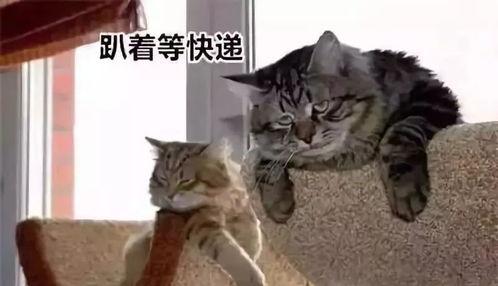 吃瓜群众搞笑动物视频,笑料横生！吃瓜群众捕捉搞笑动物瞬间