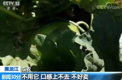 吃田瓜毒的视频,警惕隐藏在美食背后的危机