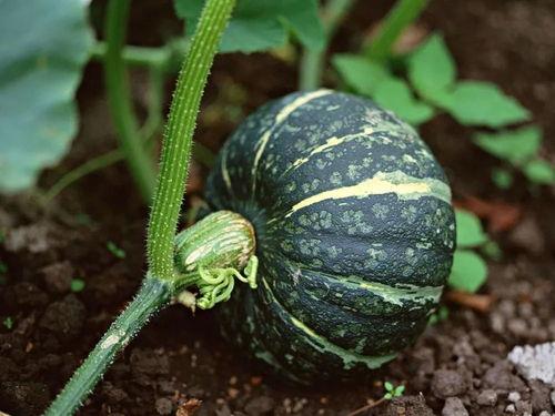 吃瓜扔瓜视频模板,跟着吃瓜扔瓜视频模板，一起开启欢乐互动之旅