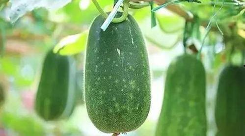 襄县吃瓜视频,揭秘当地特色美食与风土人情