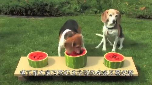 播放狗吃瓜搞笑视频下载,萌态可掬笑翻网友
