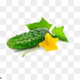 吃绿瓜的视频大全播放,视频大全播放亮点回顾