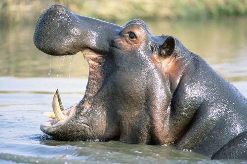 河马吃吊瓜视频播放全集,吊瓜盛宴全程回顾